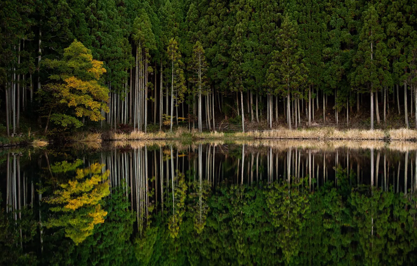 Photo wallpaper forest, nature, lake