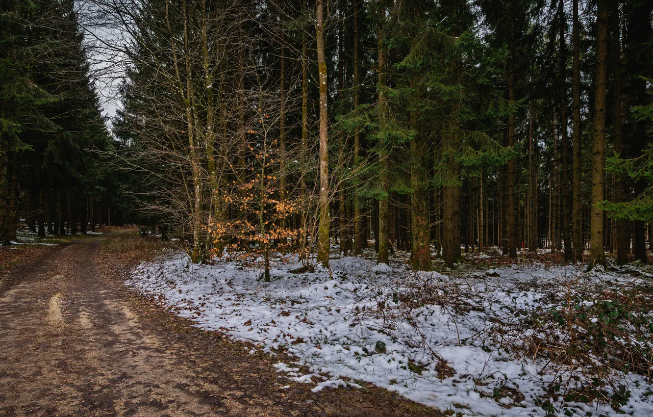 Photo wallpaper road, forest, snow, trees