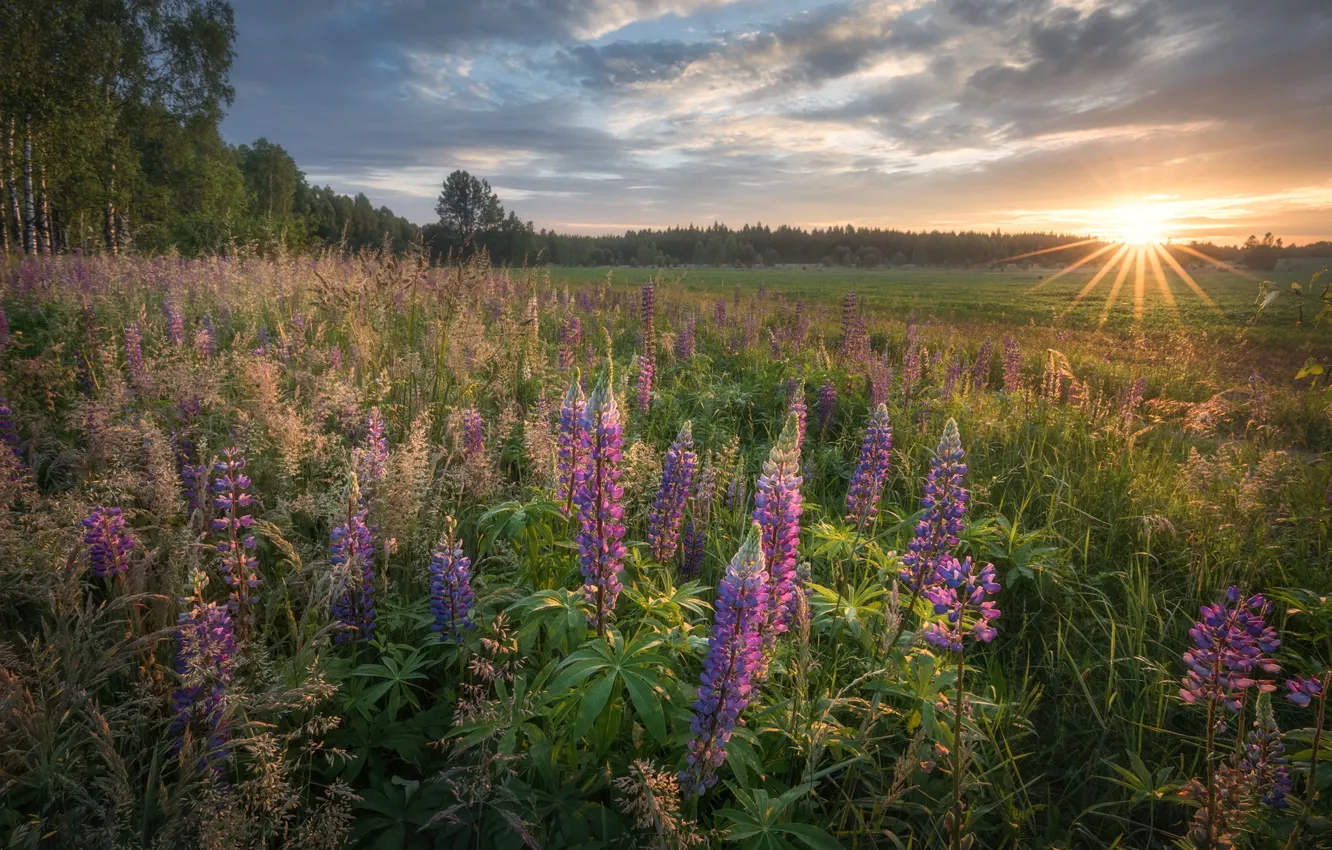 Photo wallpaper the sun, dawn, meadow, lupins