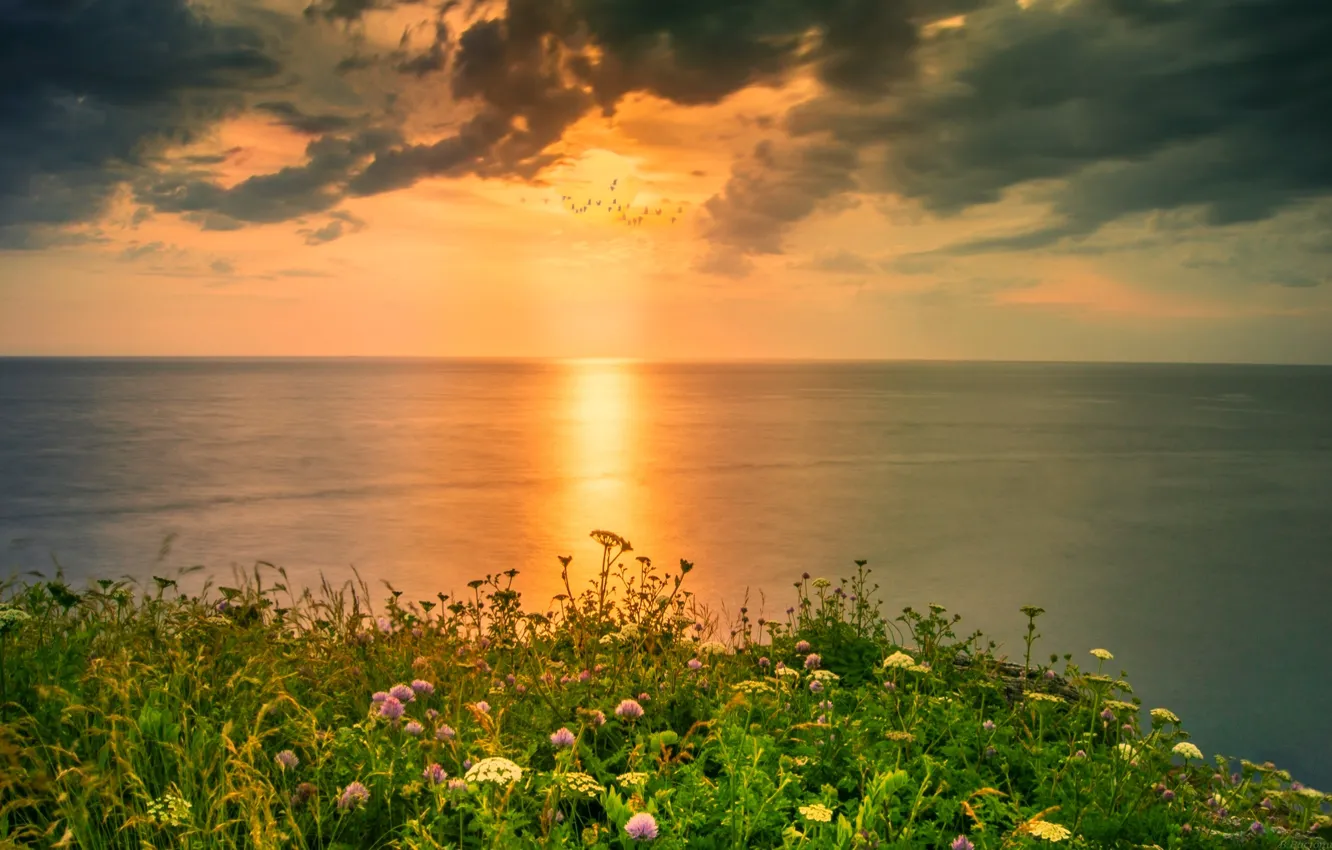 Photo wallpaper sea, the sky, sunset, bird