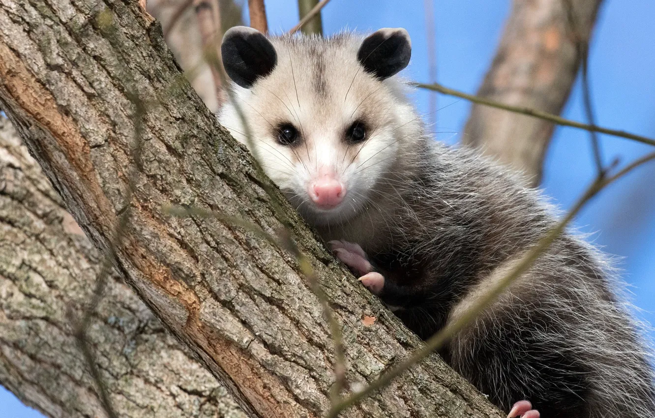 Photo wallpaper trees, possum, animal