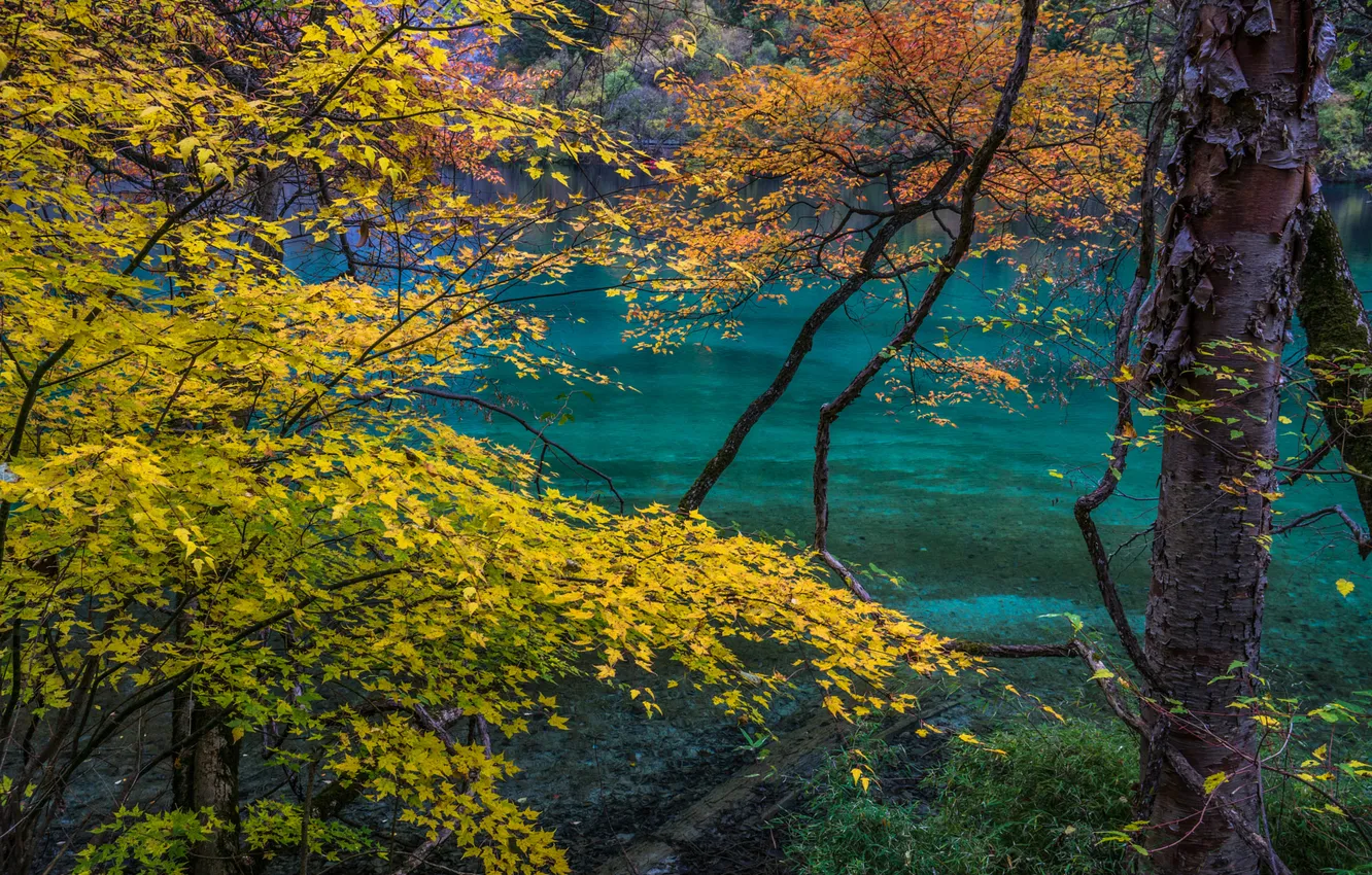 Photo wallpaper autumn, water, trees, branches, shore, foliage, yellow leaves, maple
