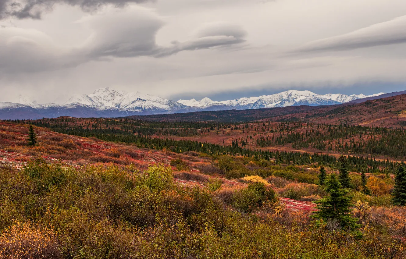 Photo wallpaper field, autumn, forest, clouds, snow, mountains, overcast, tops