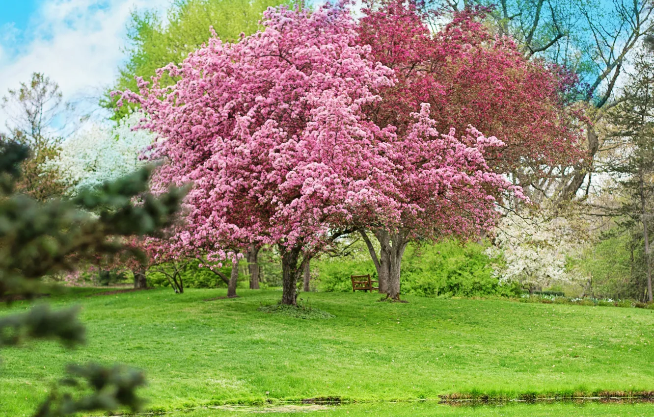 Photo wallpaper trees, flowers, Park, spring, flowering, bench