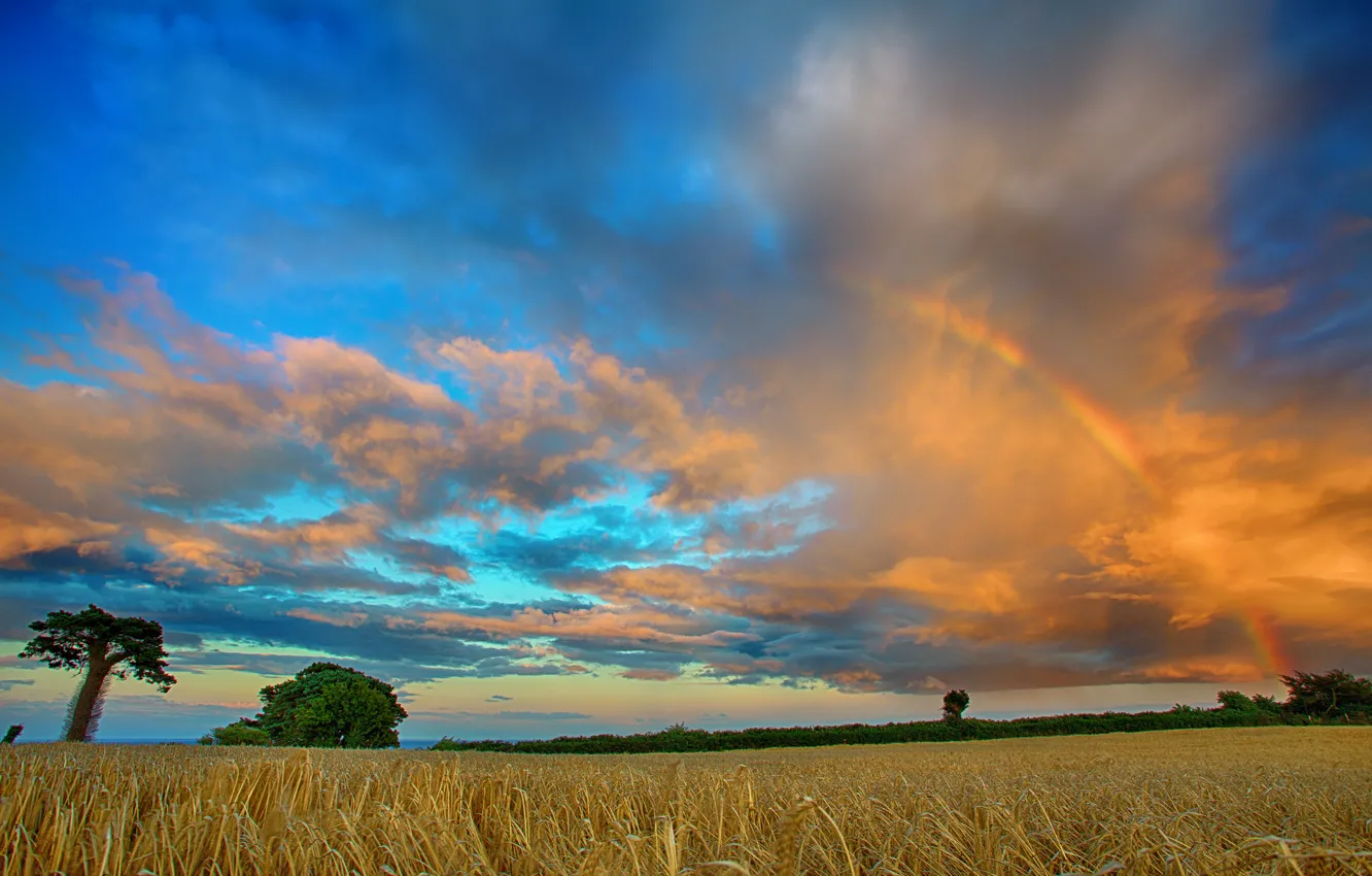 Photo wallpaper field, clouds, trees, rainbow