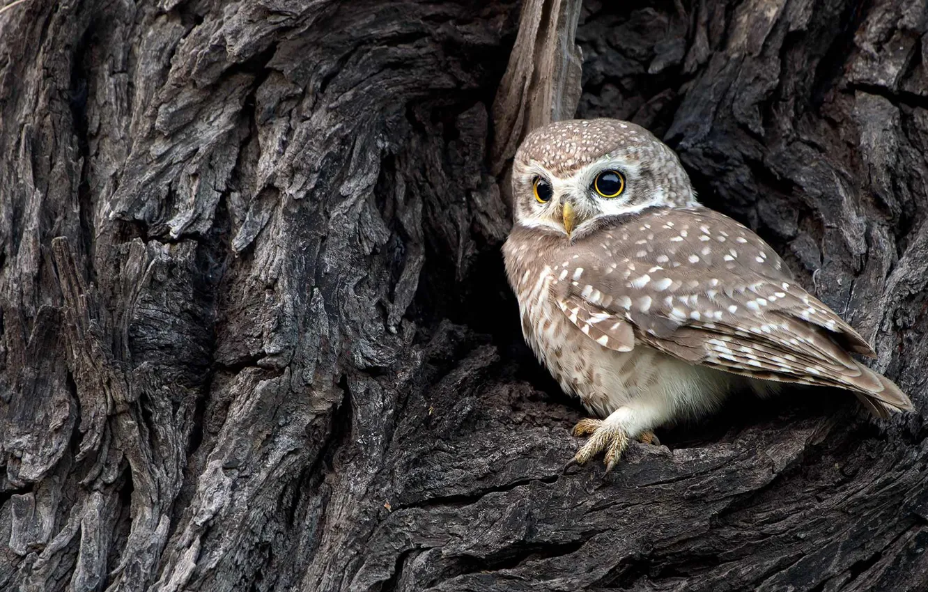 Photo wallpaper bird, India, brahminy owl