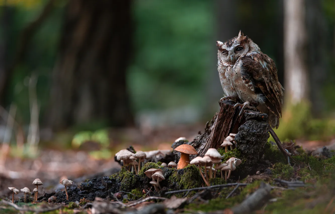 Photo wallpaper forest, look, owl, bird, mushrooms, stump
