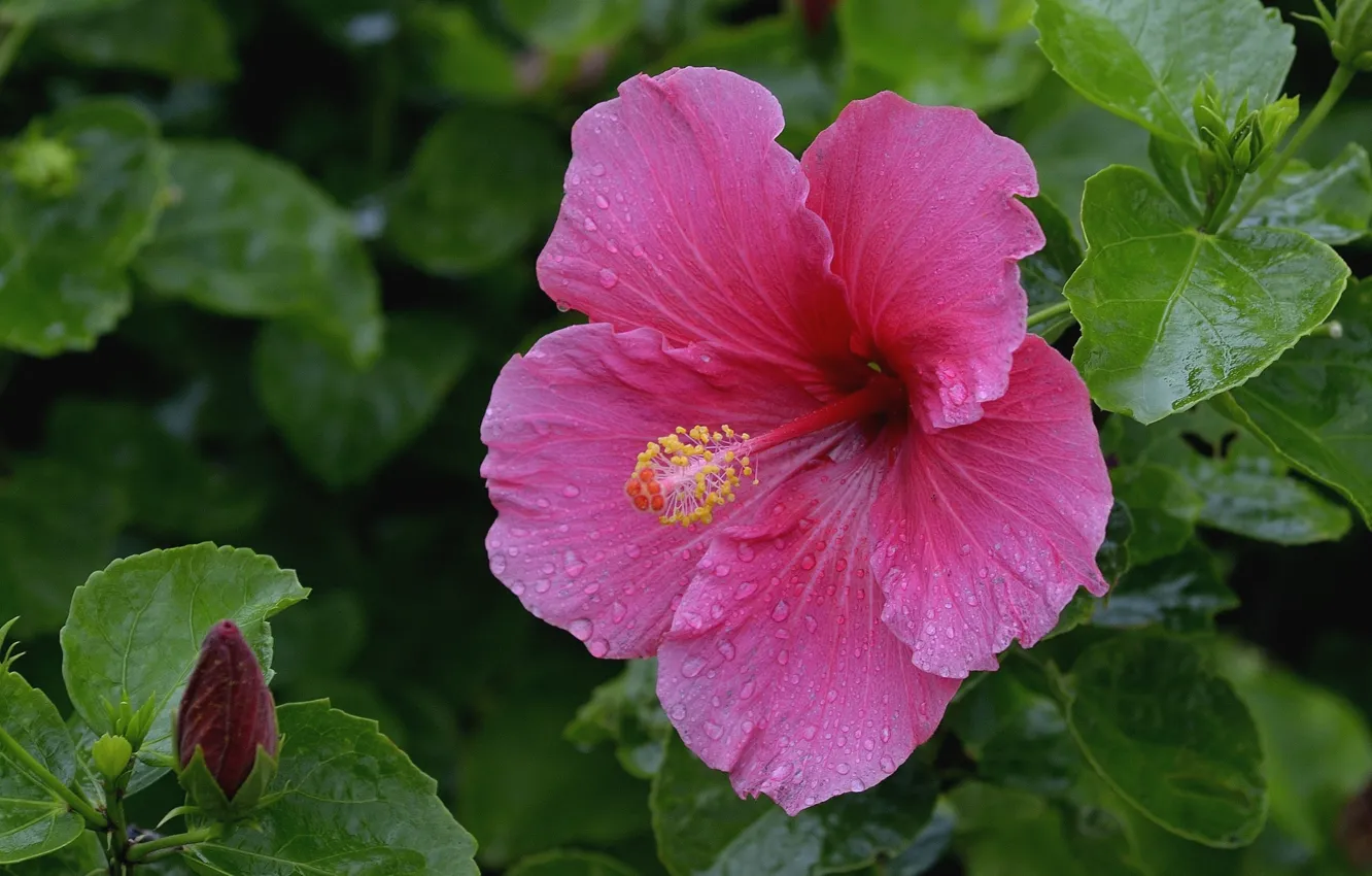 Photo wallpaper macro, pink, hibiscus