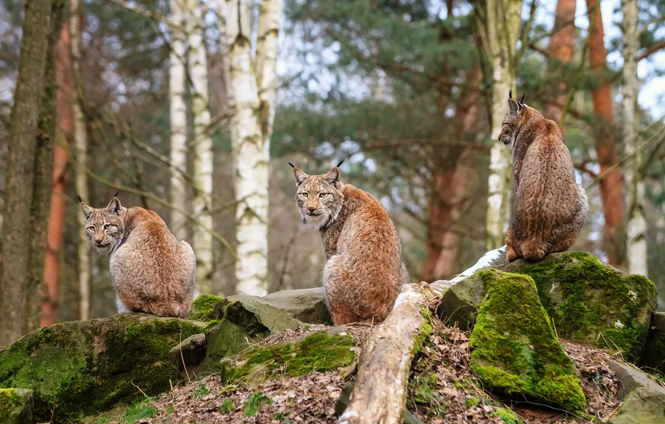 Photo wallpaper forest, stones, lynx, Trinity