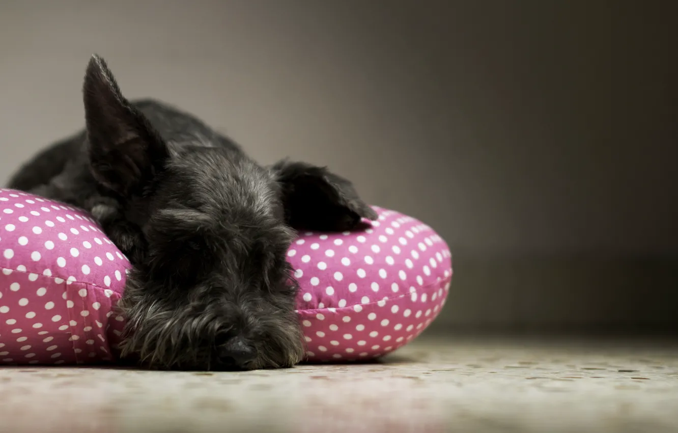 Photo wallpaper comfort, home, dog