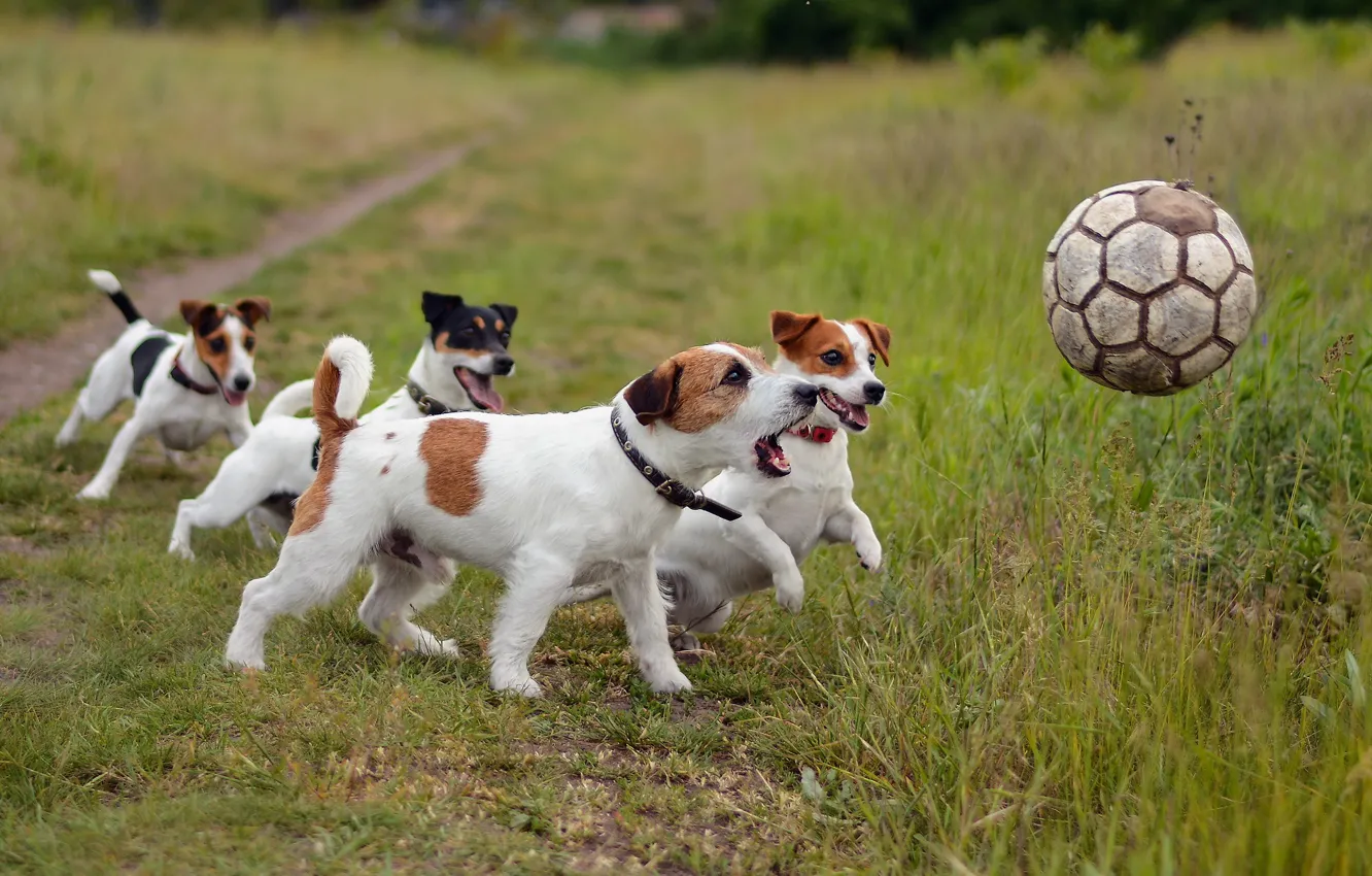 Photo wallpaper dogs, football, sport, the ball, friends