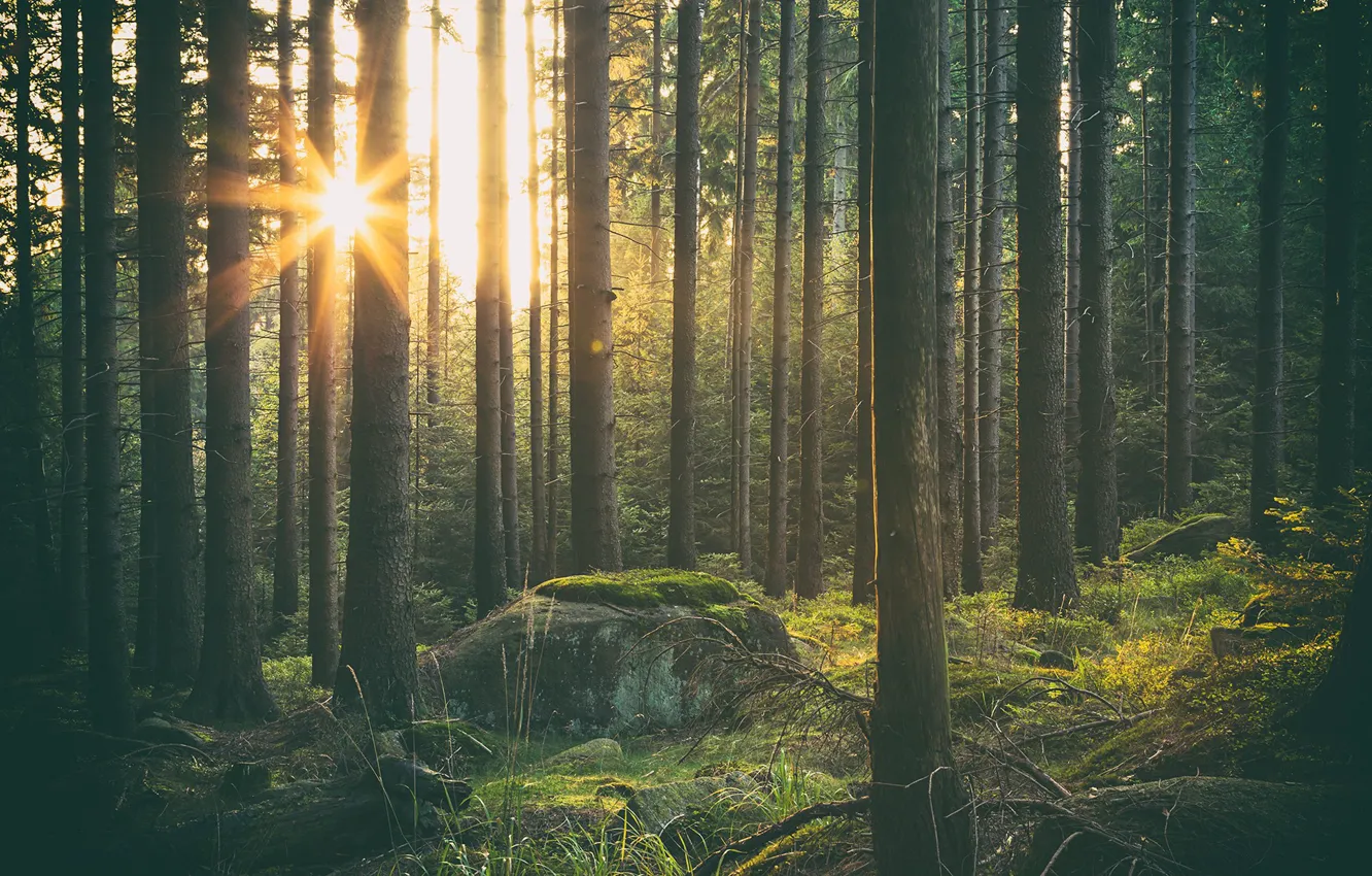 Photo wallpaper forest, the sun, Shine