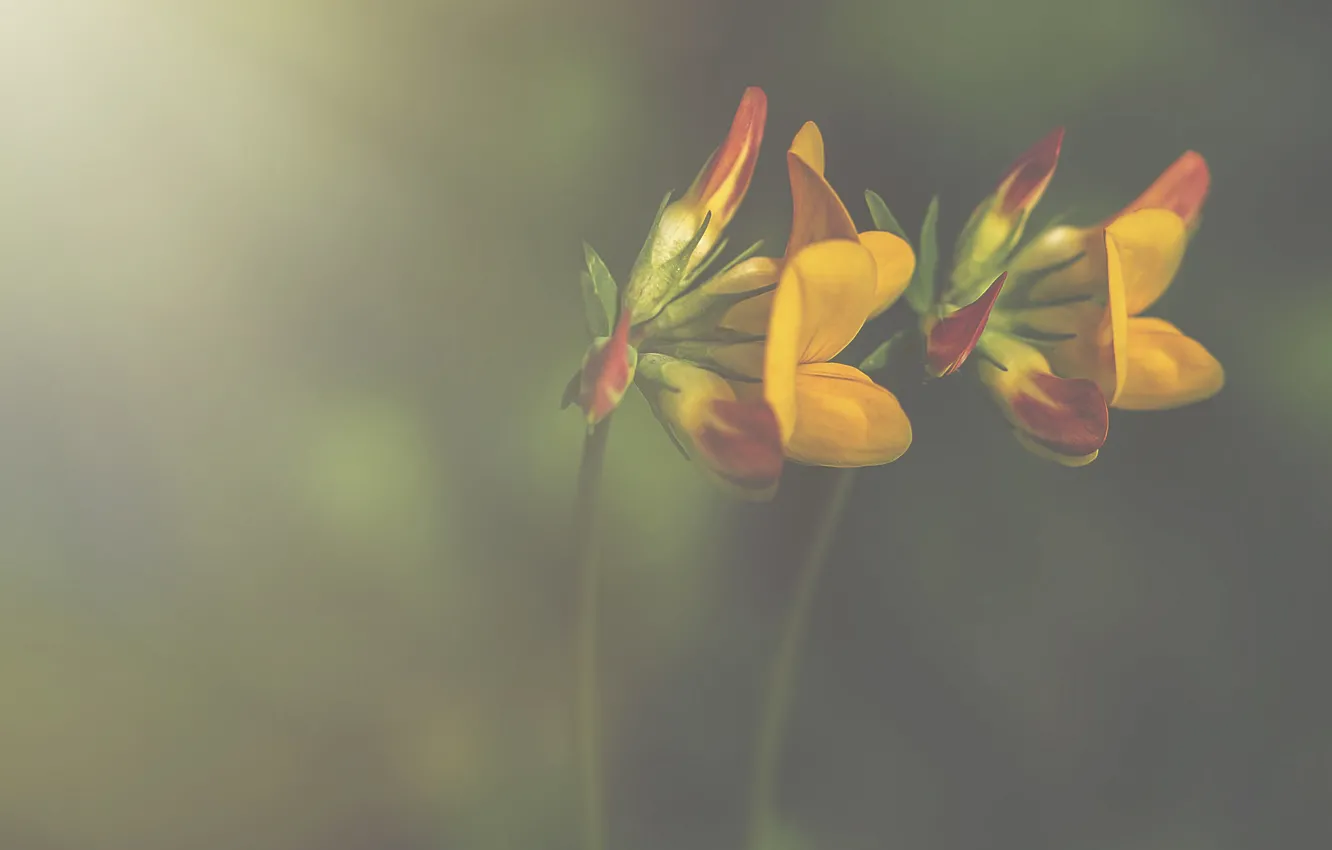 Photo wallpaper flowers, bokeh, petals, stalks, yellow petals