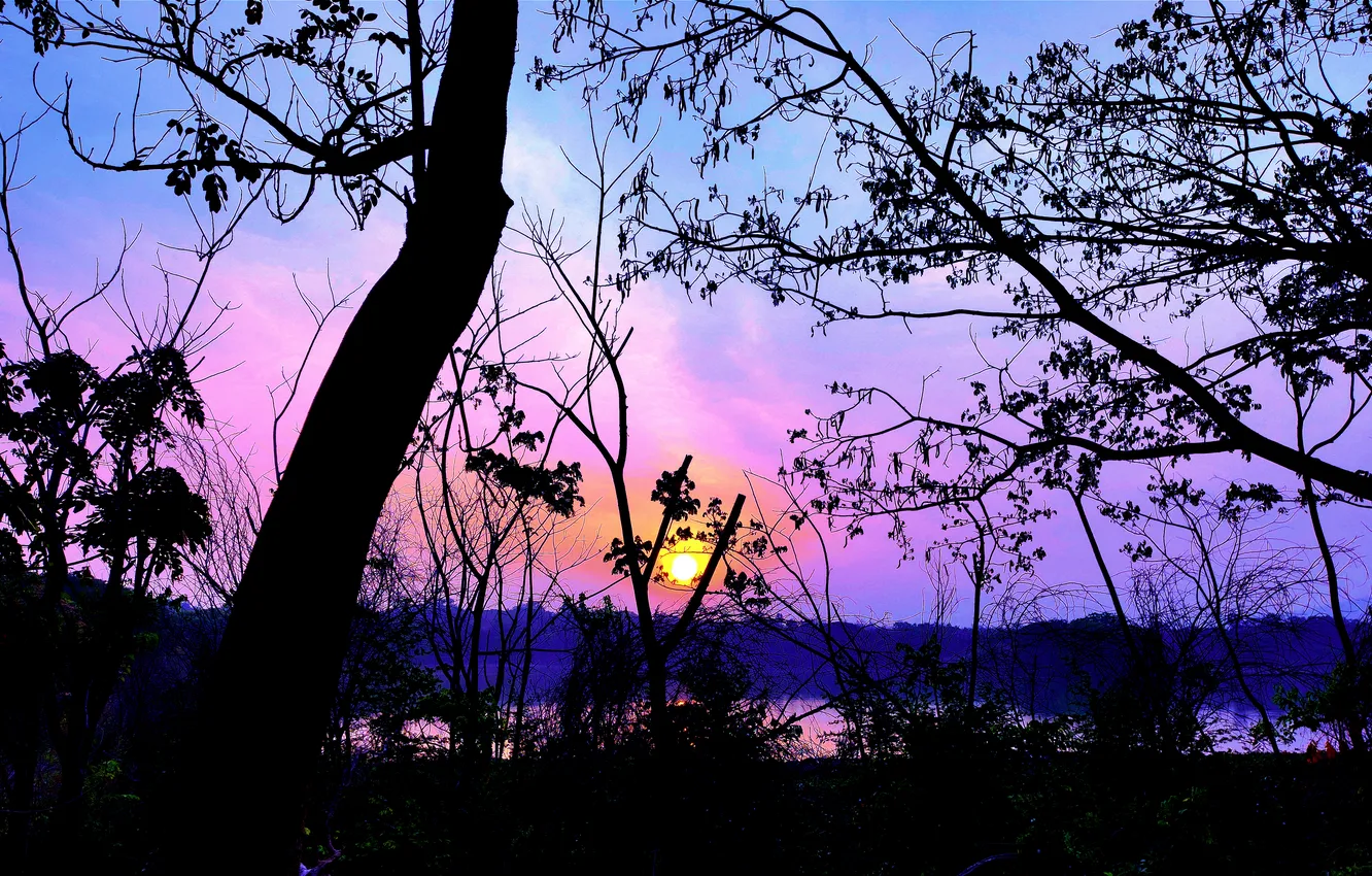 Photo wallpaper trees, water, lake, morning, sun, sunrise, dawn, woods