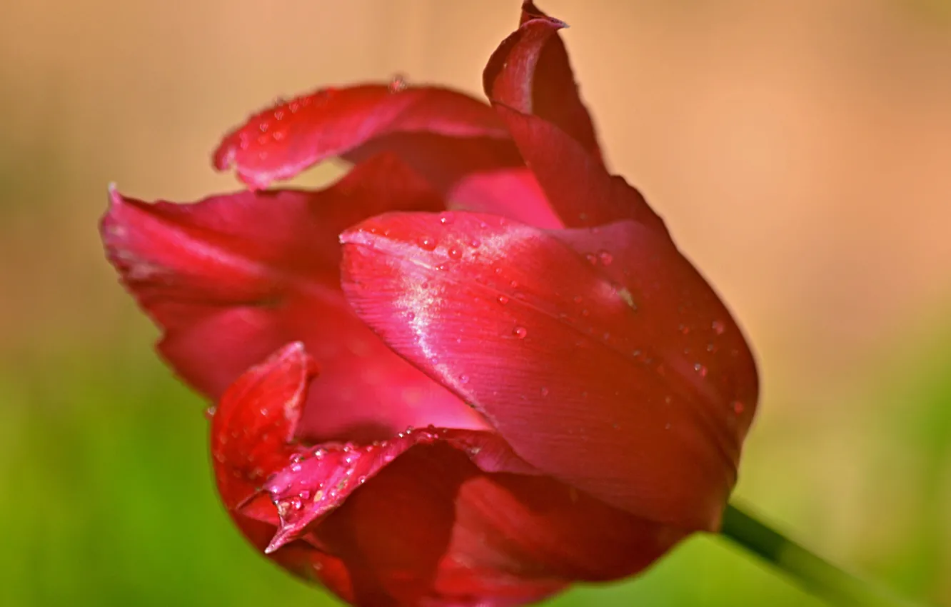 Photo wallpaper drops, drops, Tulip red, Red tulips