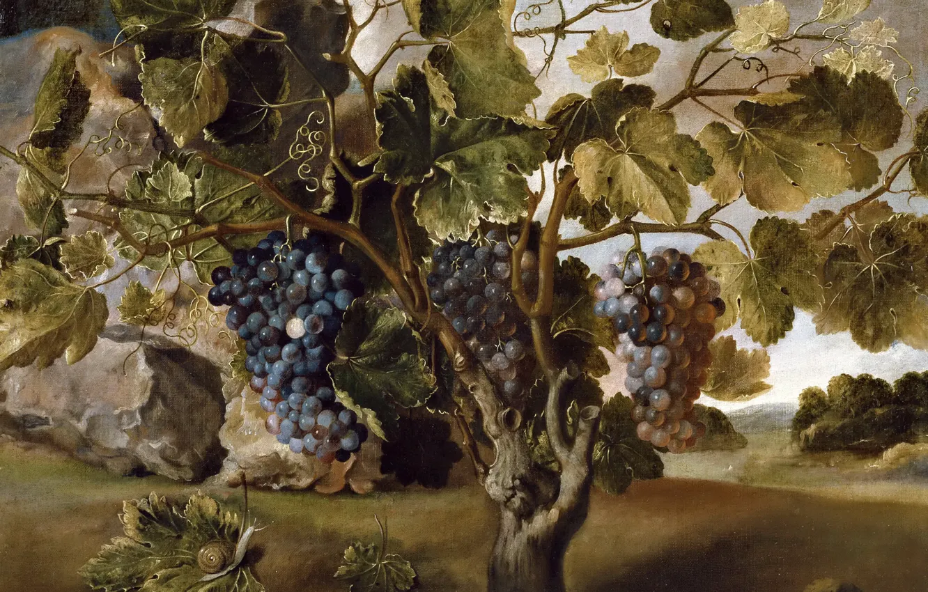 Photo wallpaper berries, picture, bunch, Thomas HEPES, Landscape with Vine