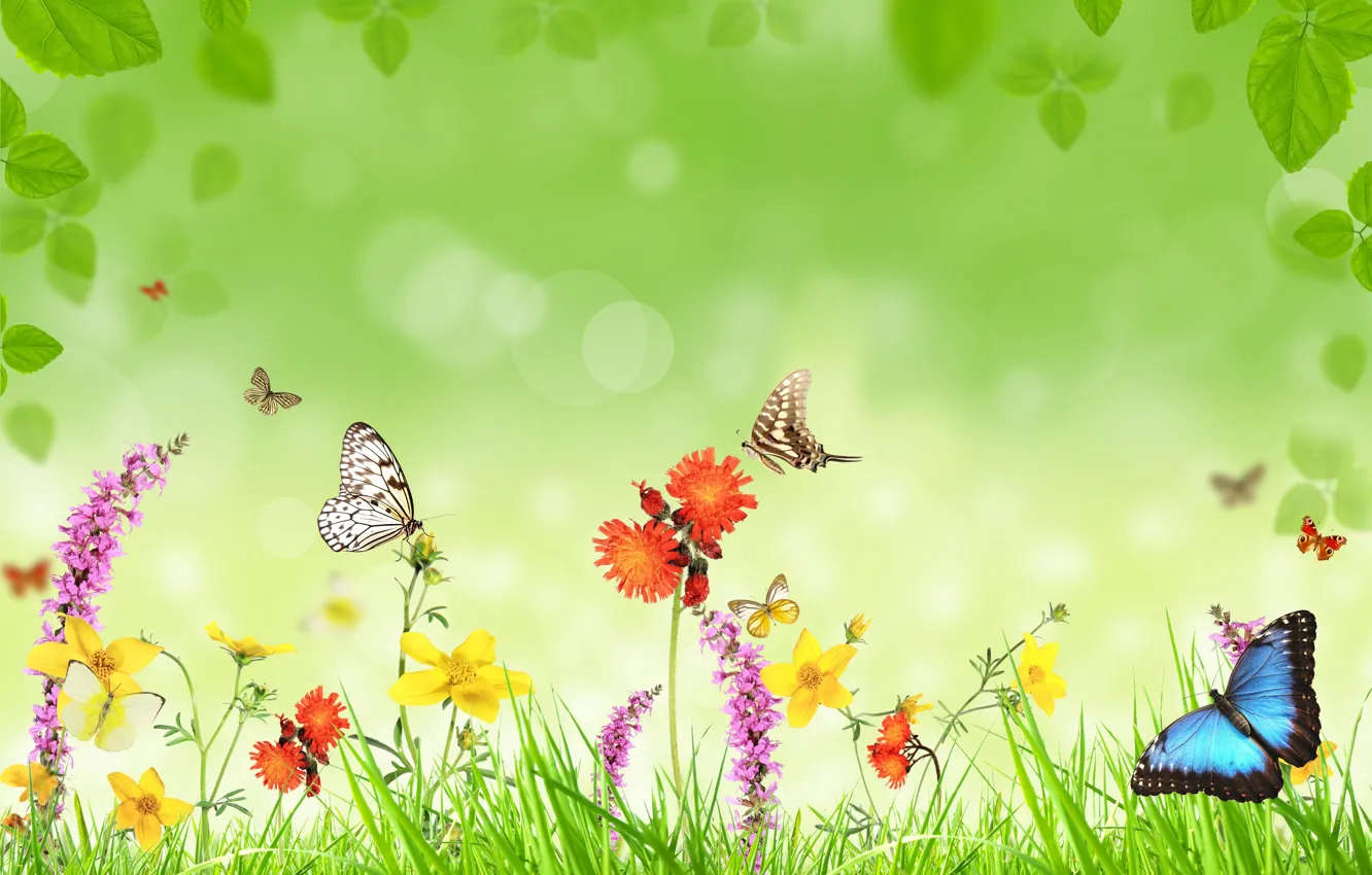 Photo wallpaper flowers, butterfly, leaf, weed