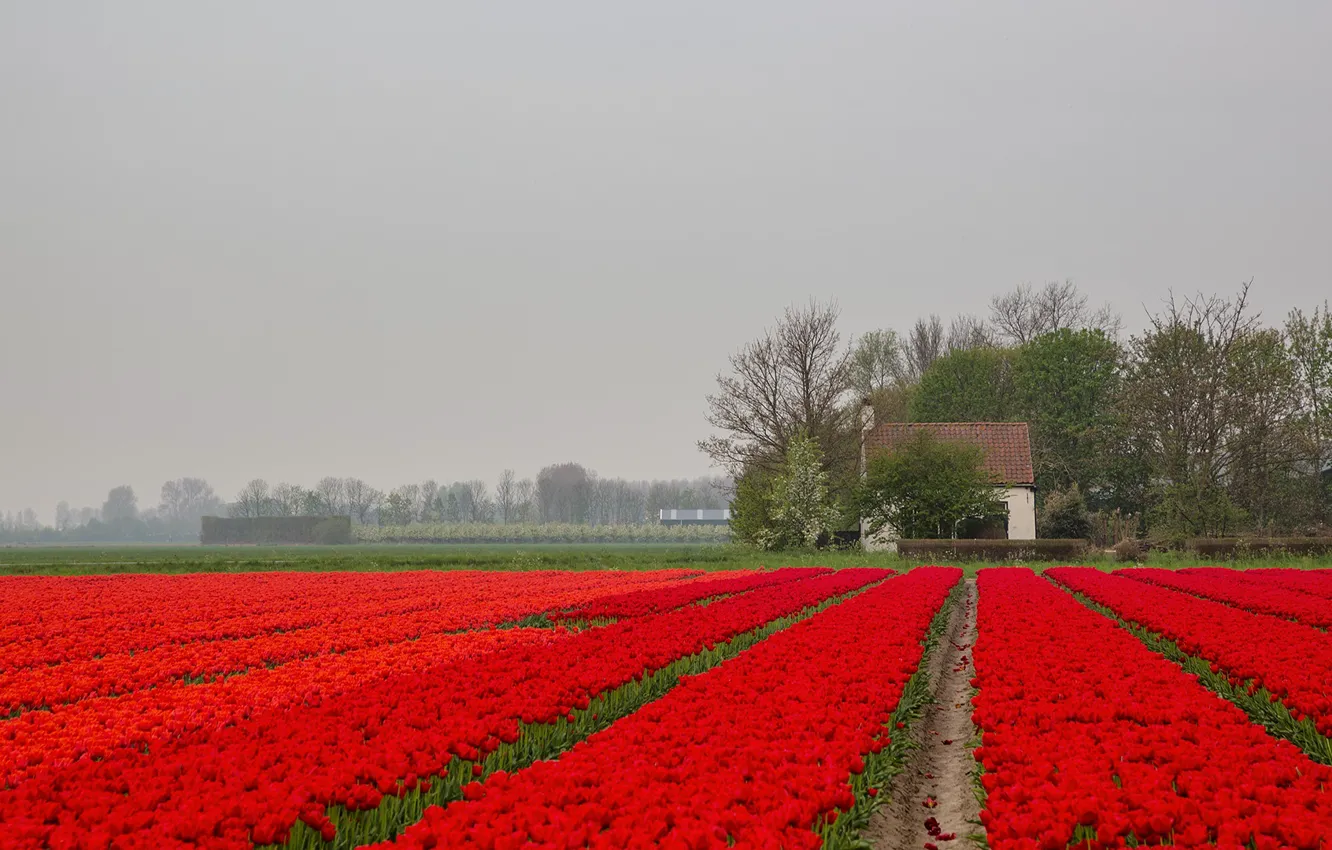 Photo wallpaper flowers, fog, house, tulips, Netherlands, plantation