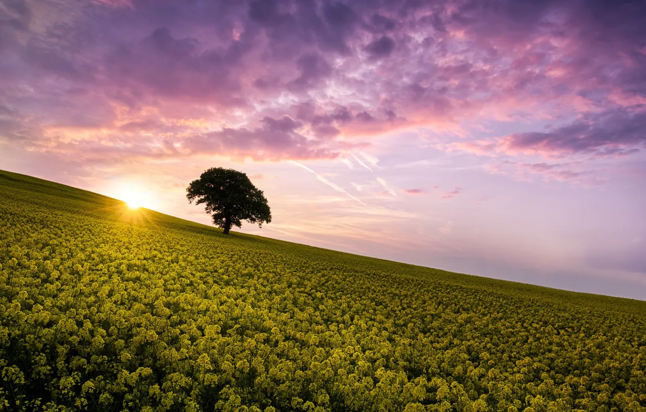 Photo wallpaper summer, trees, morning, rape