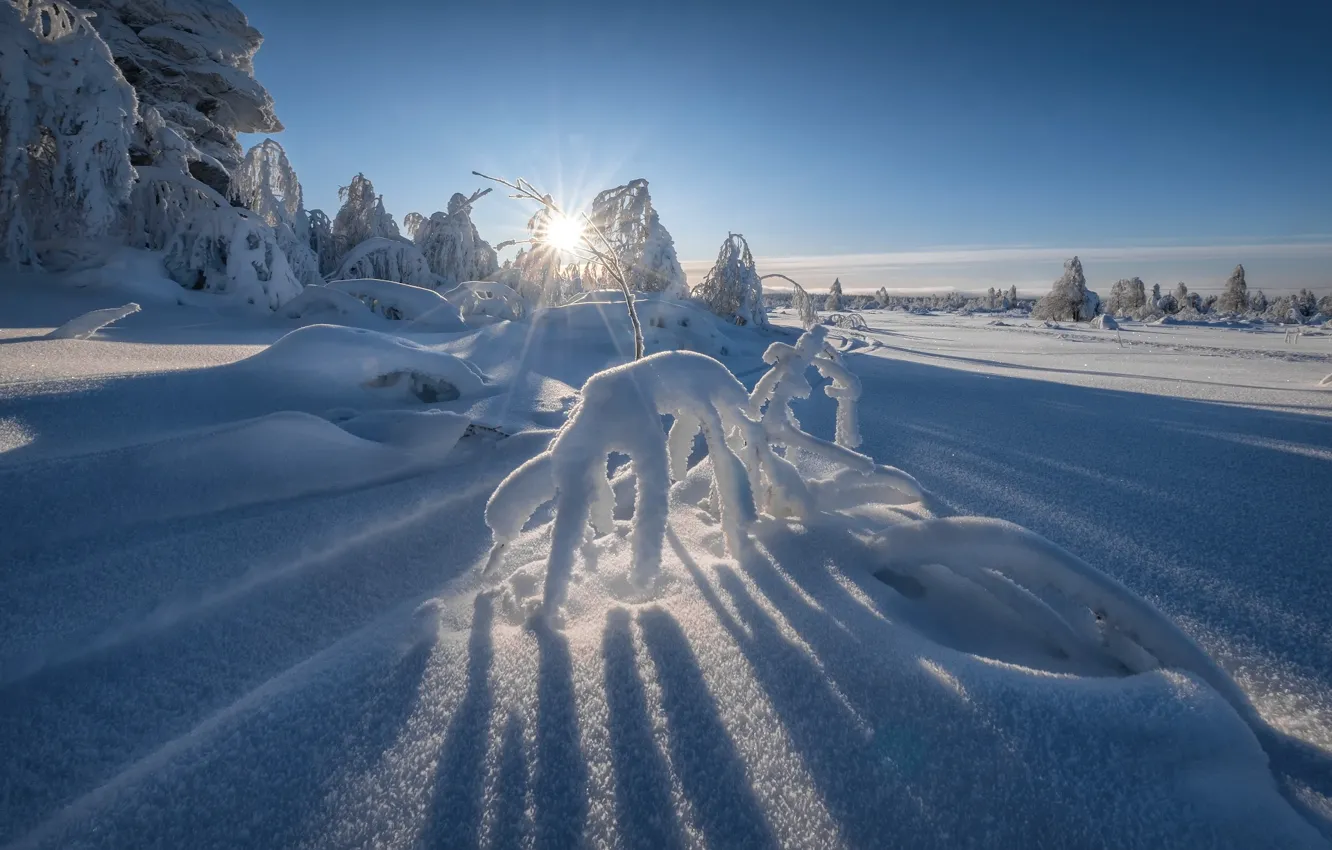 Photo wallpaper winter, the sun, rays, snow, trees, landscape, nature, shadows