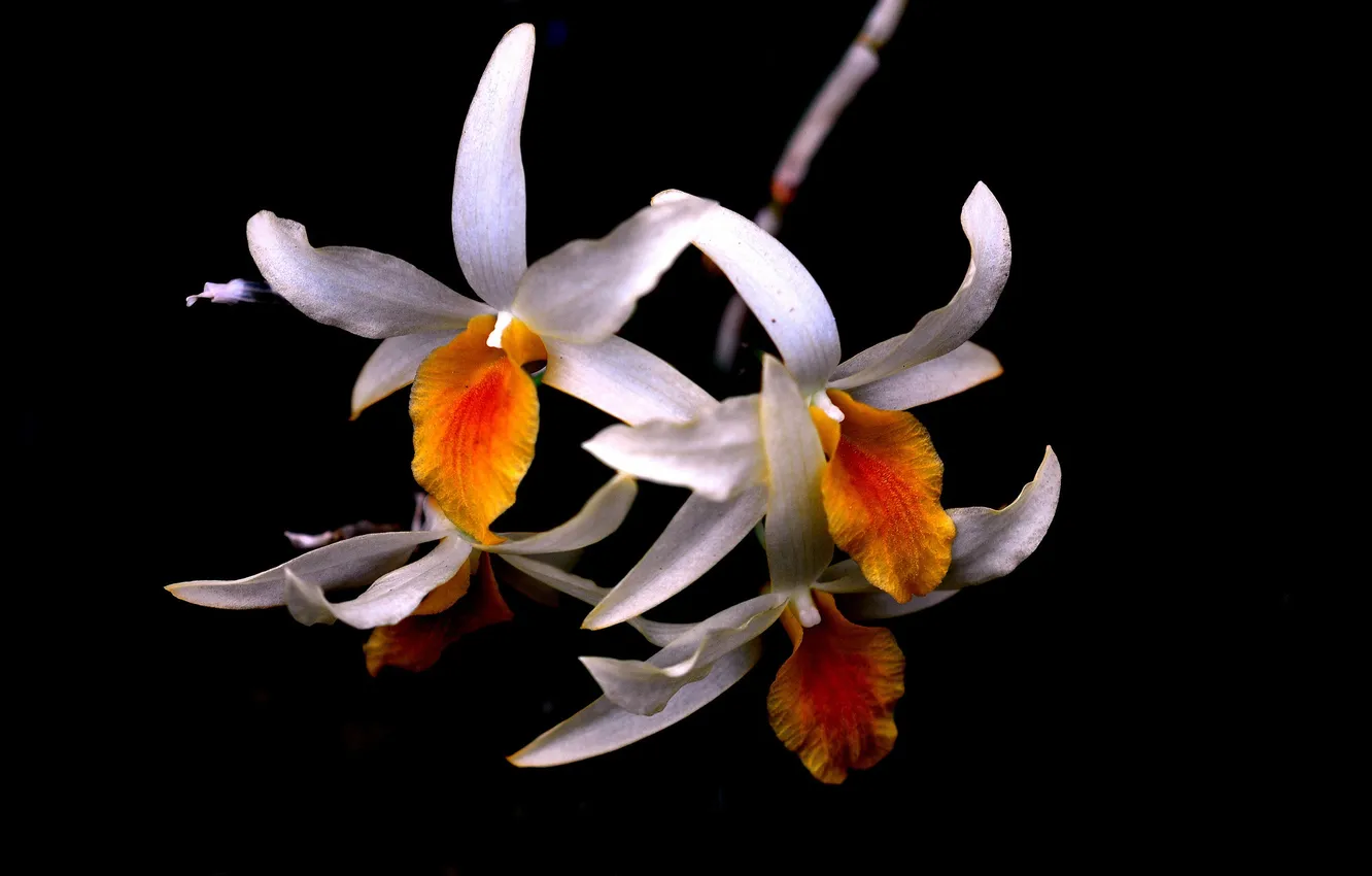 Photo wallpaper flowers, branches, nature, plant, petals