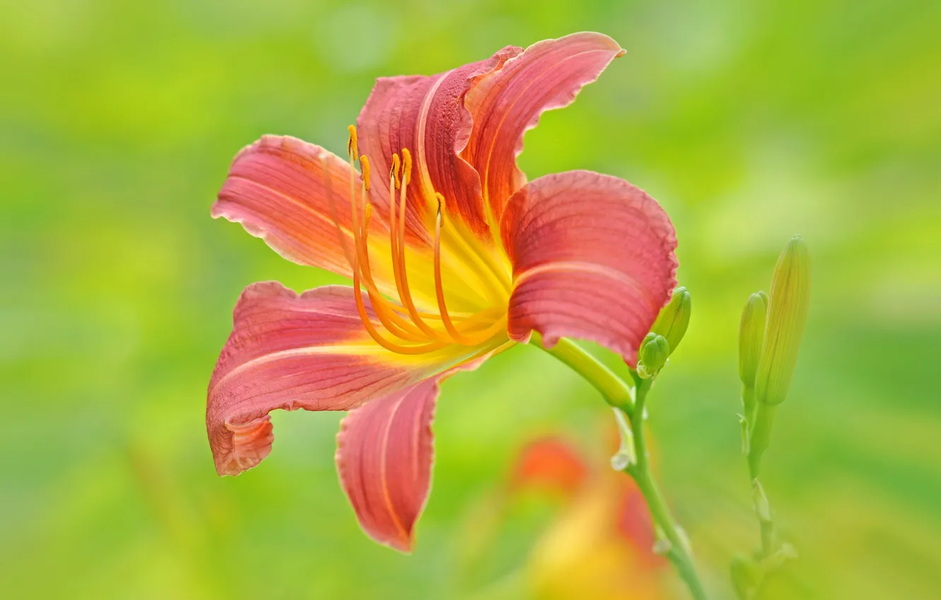 Photo wallpaper macro, nature, Lily, petals