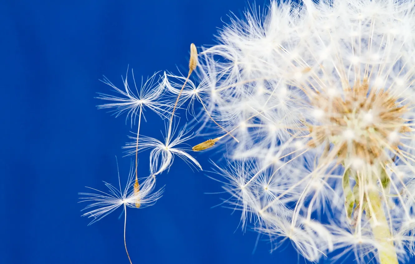 Photo wallpaper macro, nature, dandelion