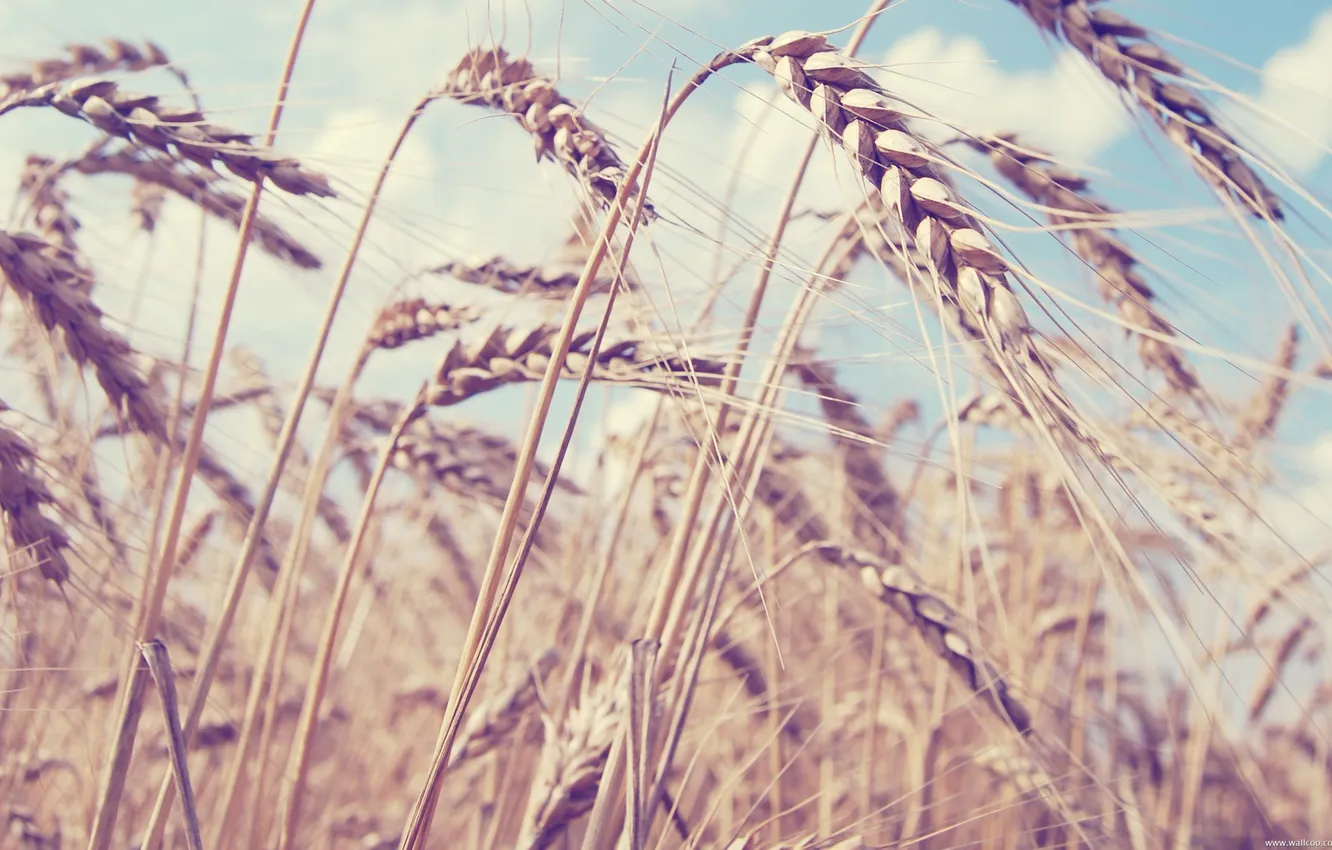 Photo wallpaper field, landscape, nature, Romania, wheat. summer