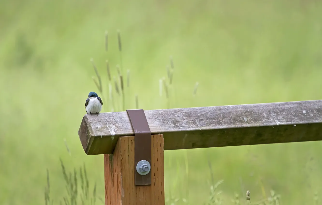 Photo wallpaper background, bird, the fence