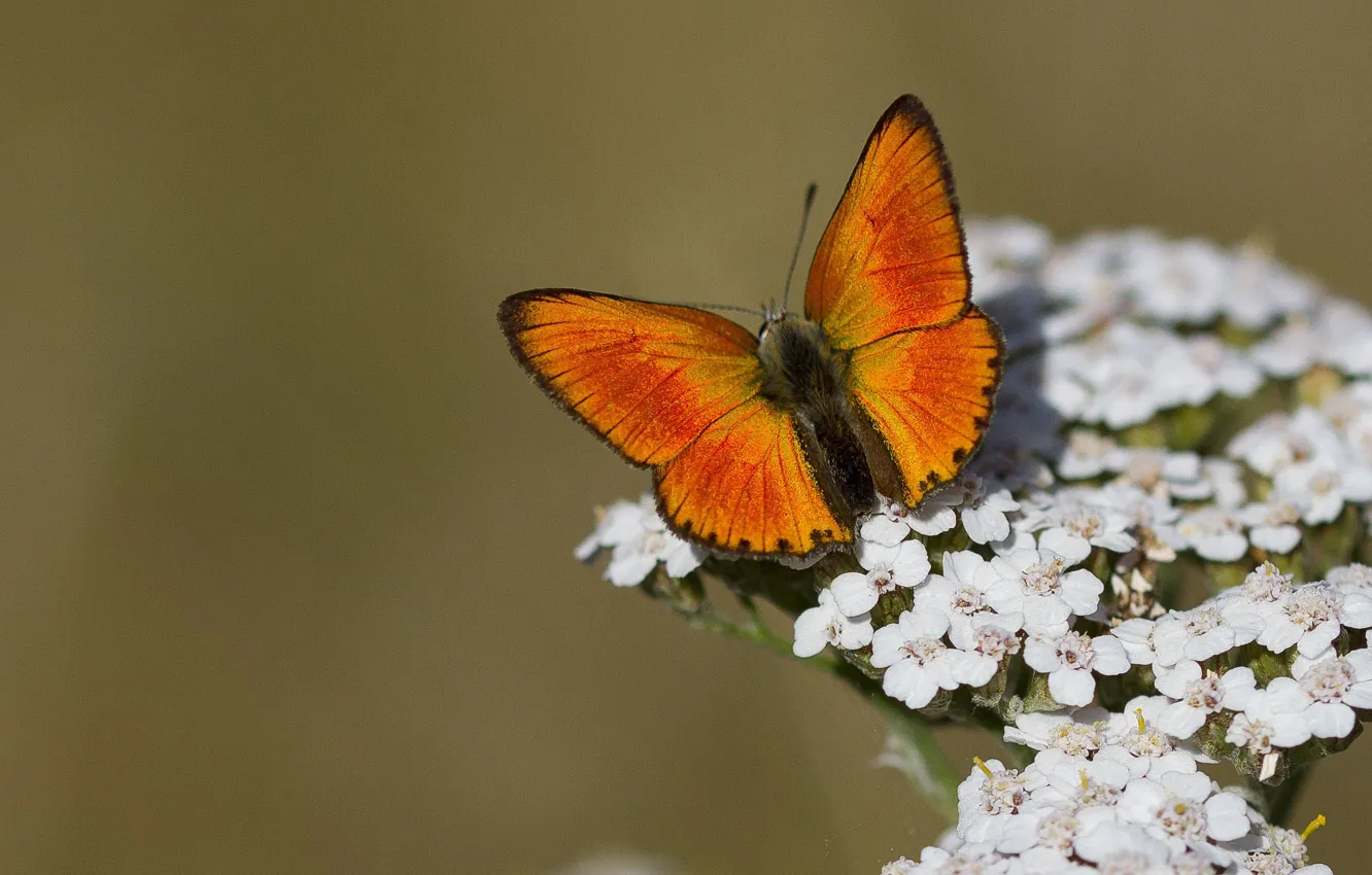 Photo wallpaper macro, flowers, background, butterfly, Scarce copper, megapesca fire
