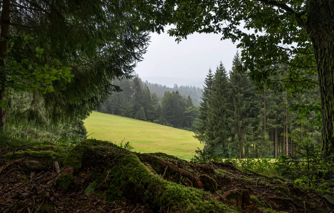 Photo wallpaper summer, trees, nature