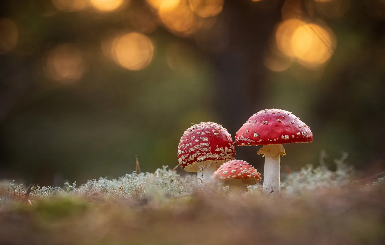 Photo wallpaper mushrooms, mushroom, bokeh, family