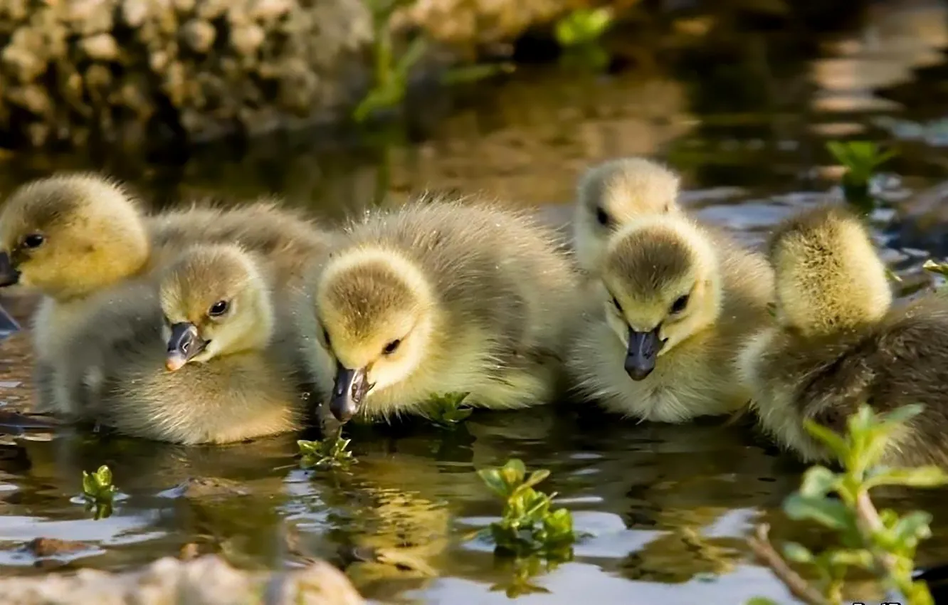 Photo wallpaper water, baby, Chicks, the goslings