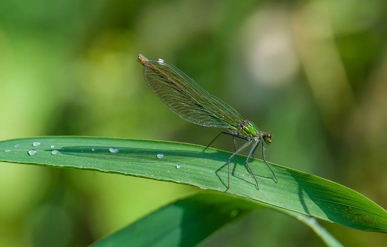 Photo wallpaper grass, macro, arrows, dragonfly, dew drops