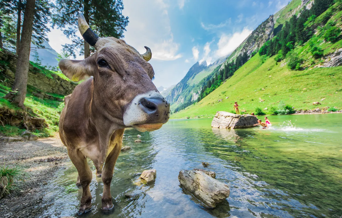 Photo wallpaper face, cows, pond, bull