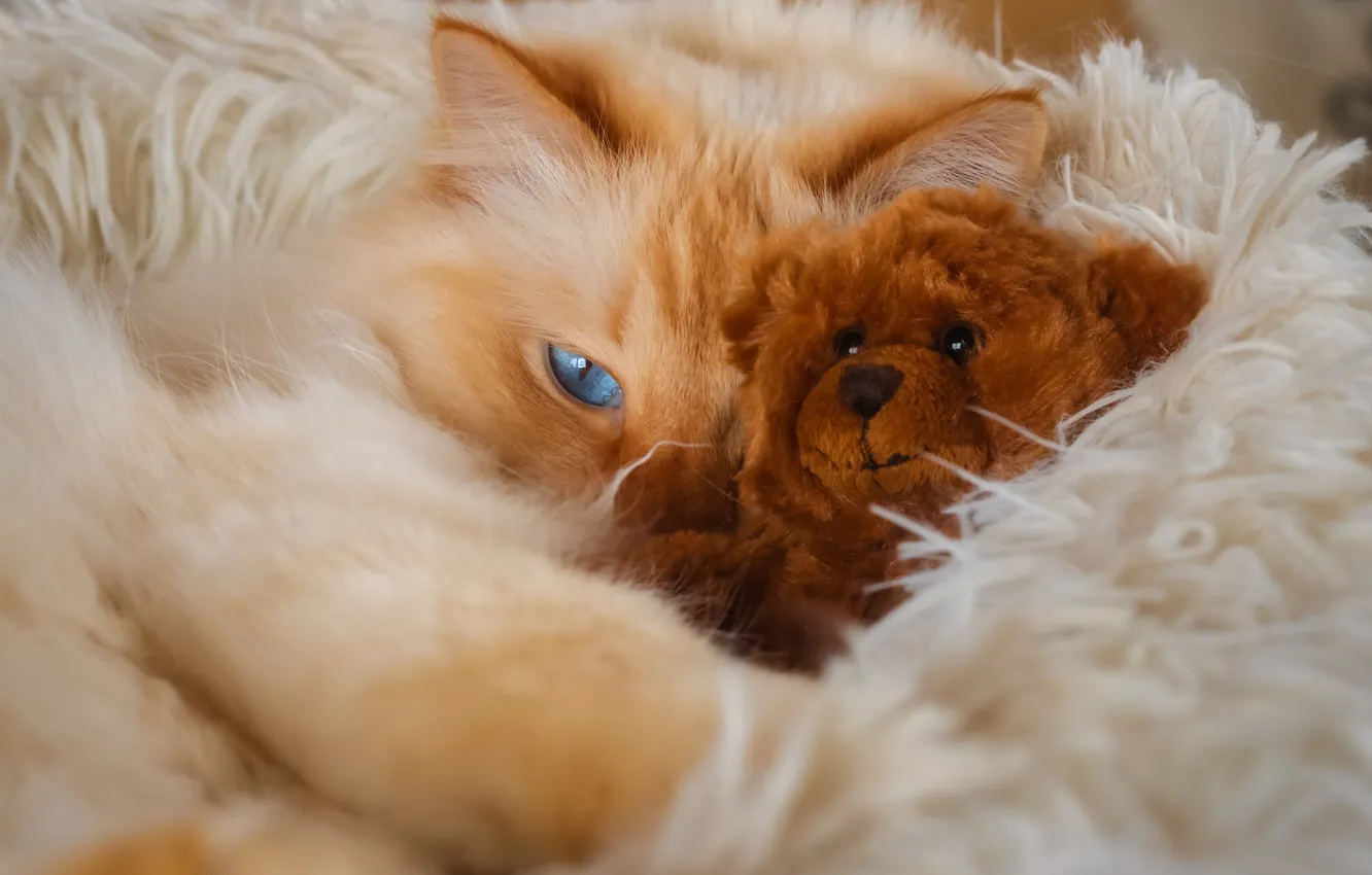 Photo wallpaper cat, cat, look, pose, together, toy, legs, bear