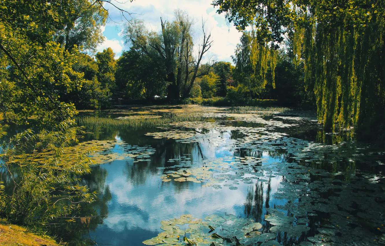 Photo wallpaper trees, park, lake, pond