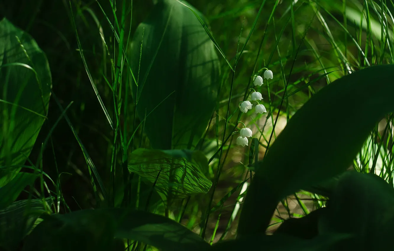 Photo wallpaper greens, grass, leaves, light, flowers, spring, lilies of the valley