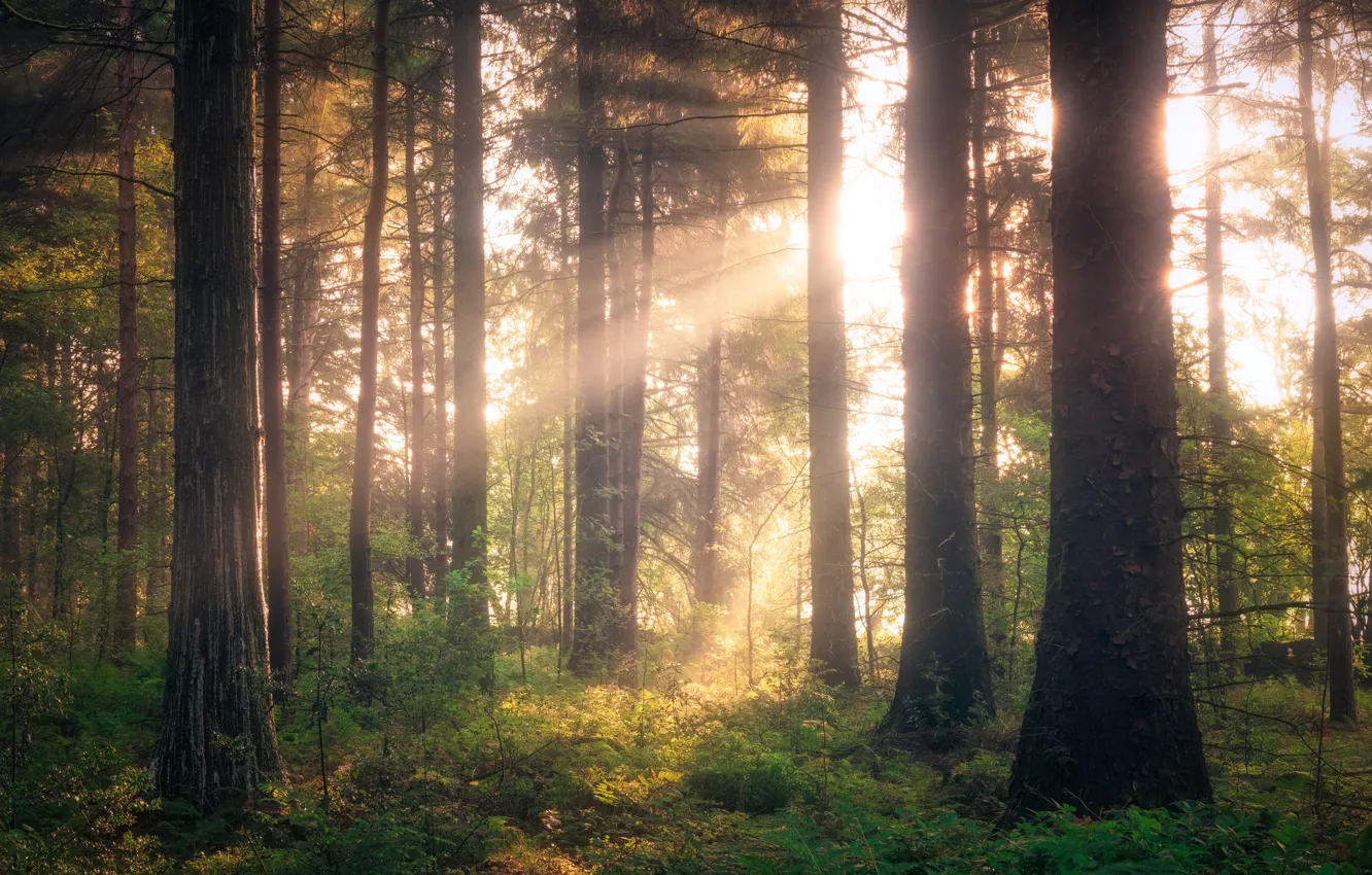 Photo wallpaper forest, the sun, rays, light, trees, nature, fog, morning
