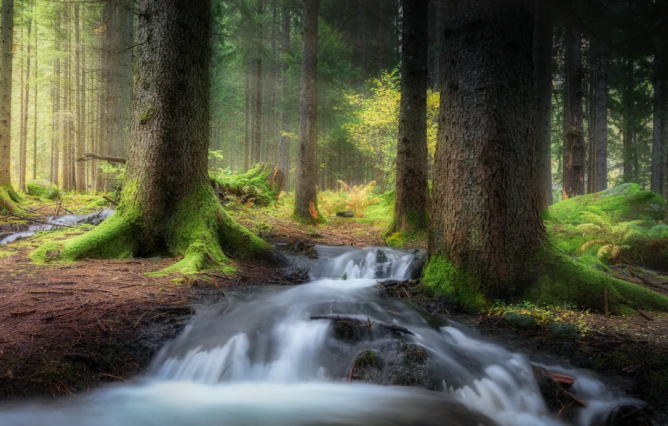 Photo wallpaper forest, trees, stream, moss, forest, trees, stream, moss