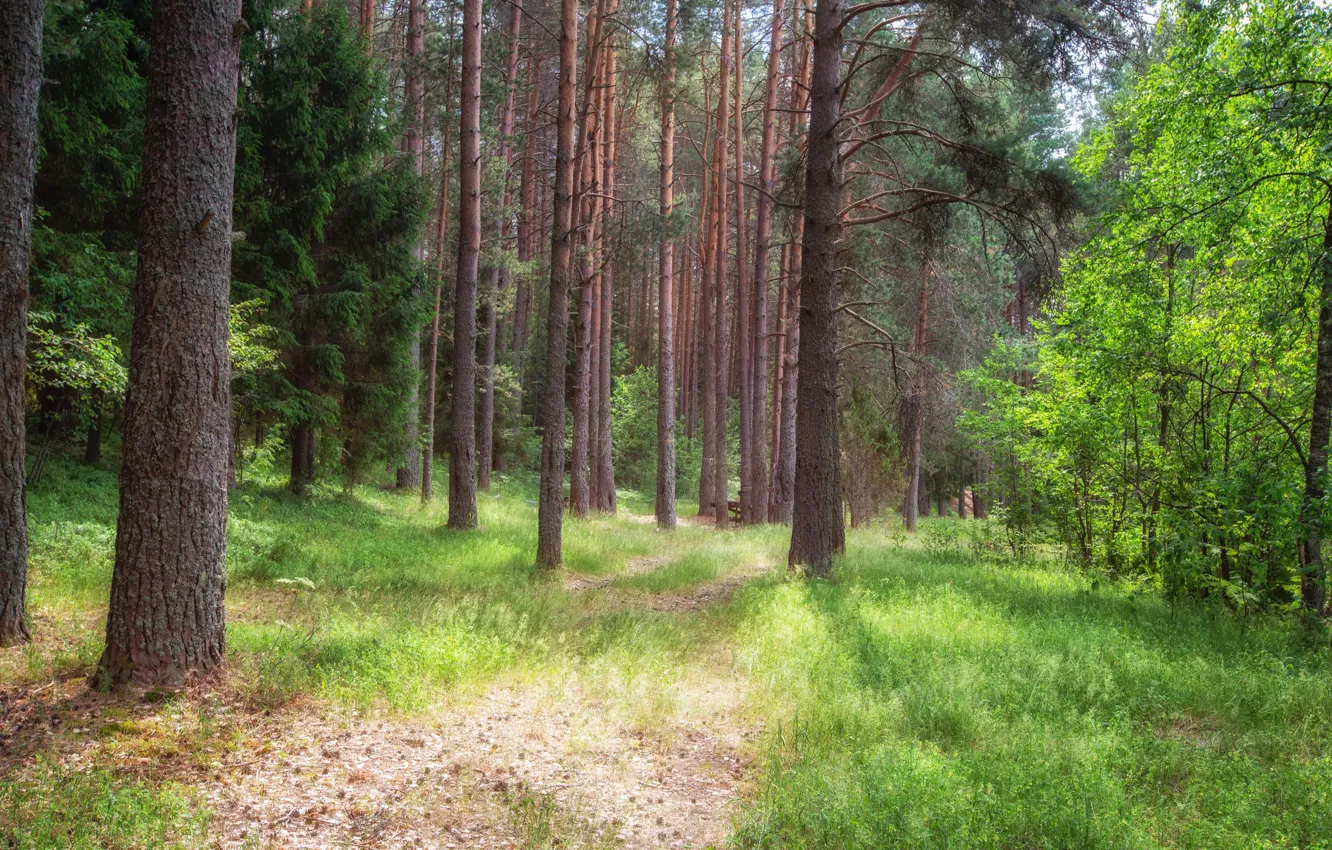 Photo wallpaper greens, forest, summer, grass, light, trees, branch, glade