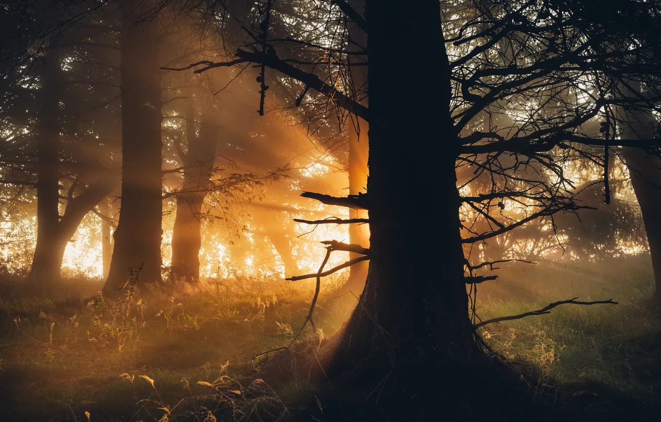 Photo wallpaper autumn, forest, light