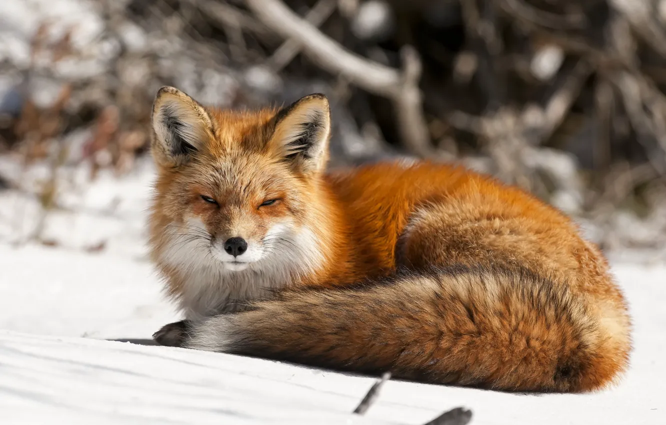 Photo wallpaper winter, nature, Fox