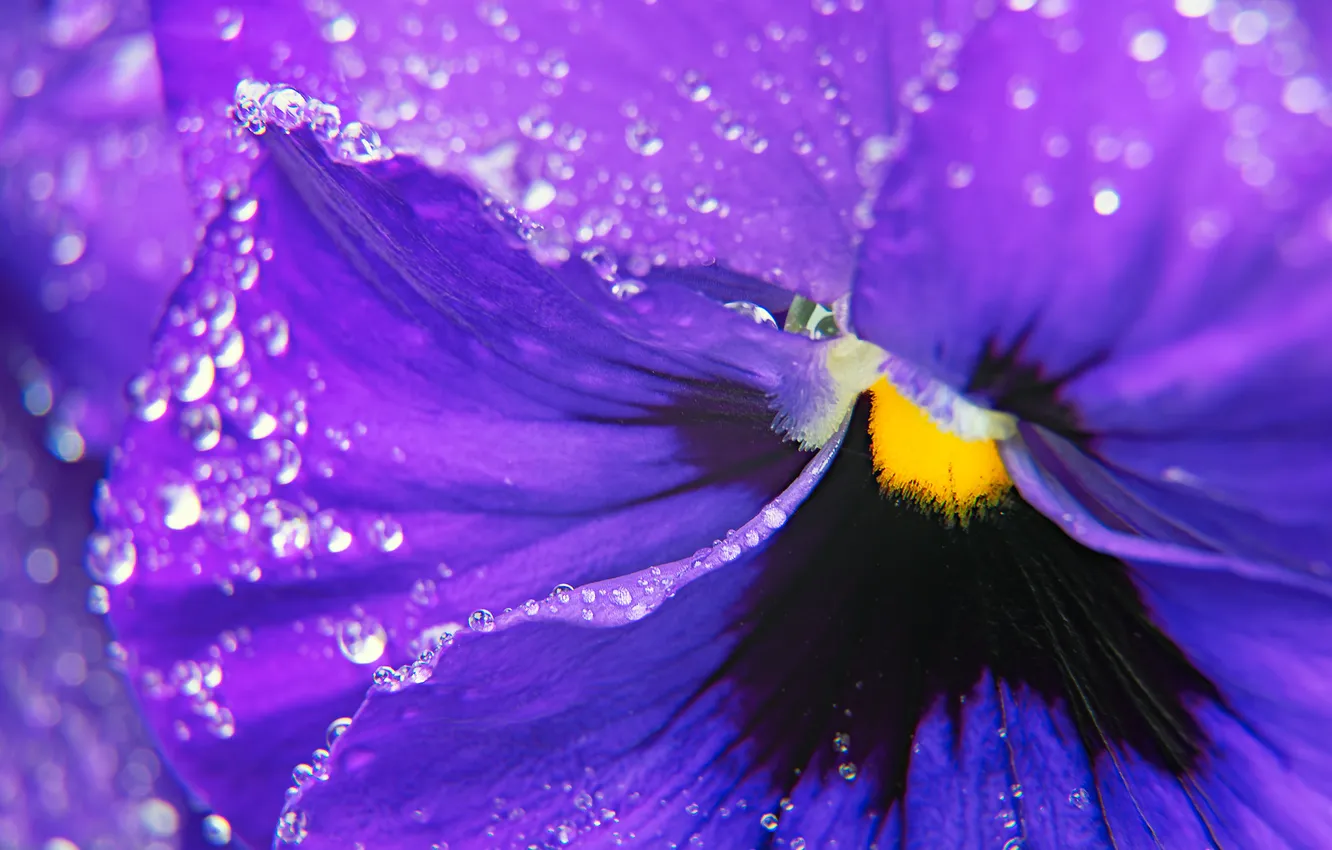Photo wallpaper macro, flowers, Pansy