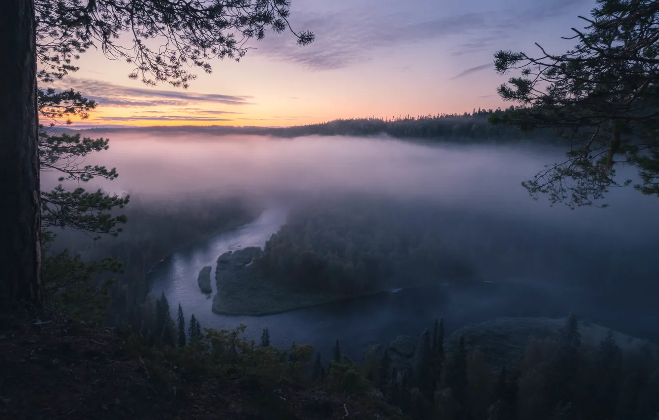 Photo wallpaper forest, the sky, clouds, light, trees, night, branches, fog