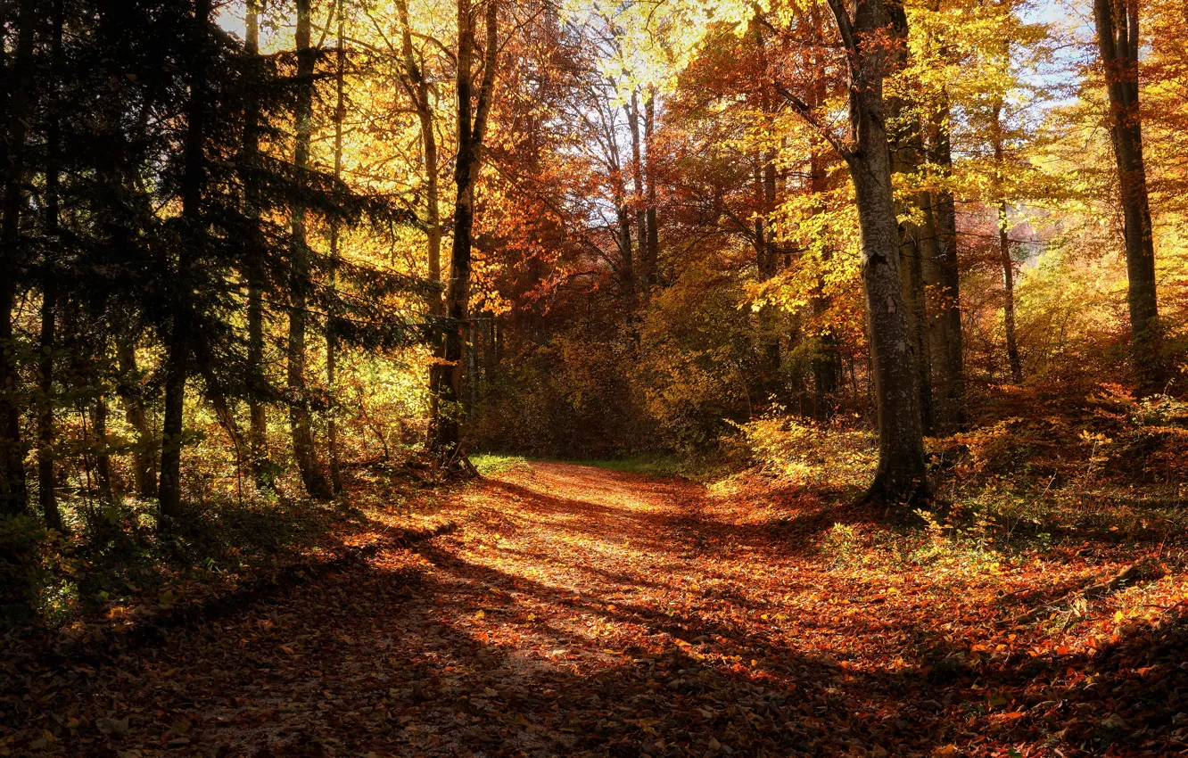 Photo wallpaper road, autumn, forest, light, trees, branches, foliage, spruce