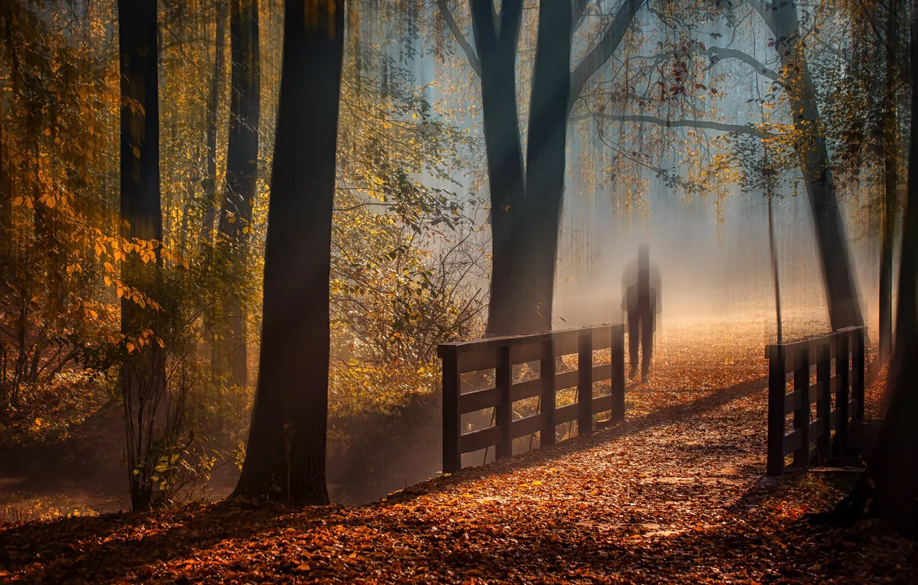 Photo wallpaper autumn, forest, light, trees, branches, fog, Park, foliage