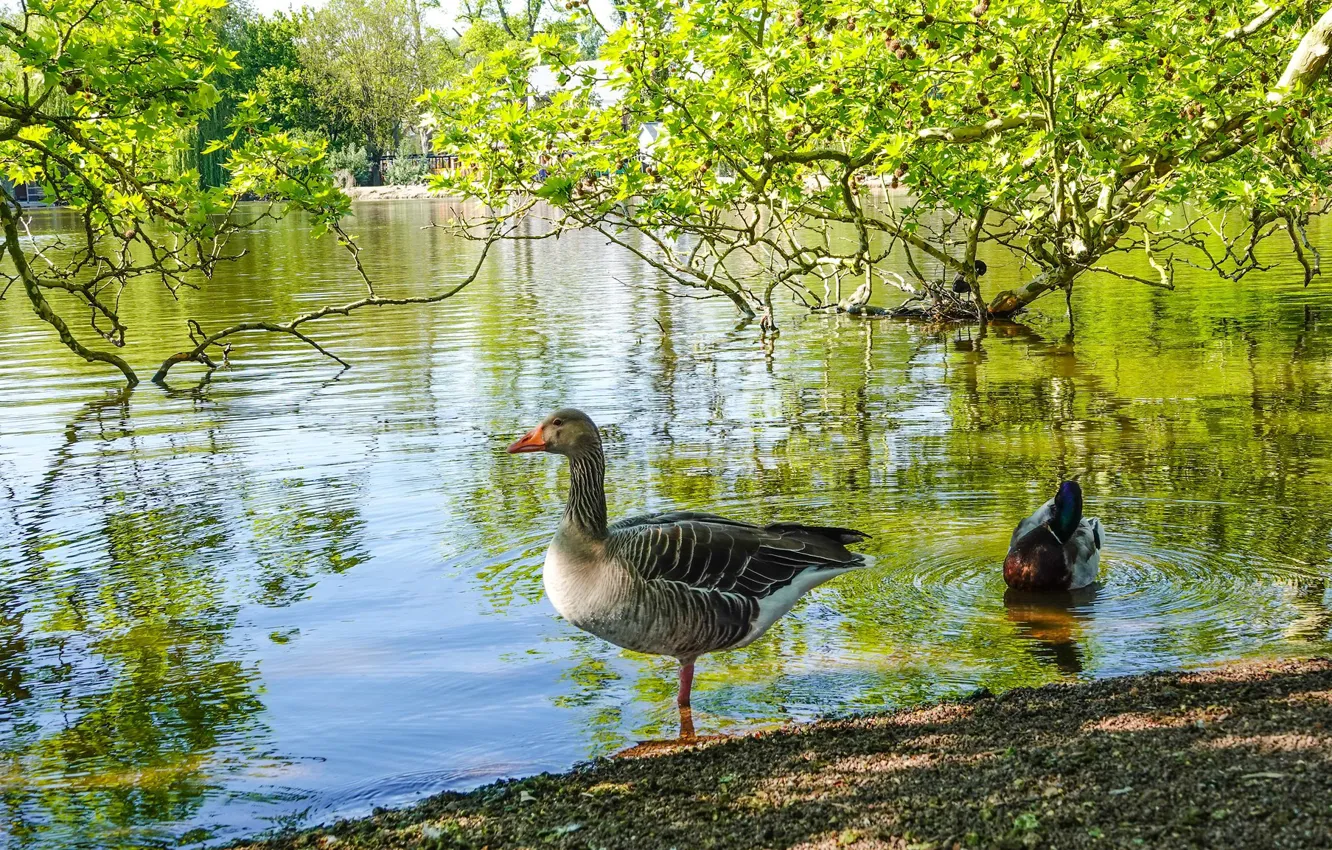 Photo wallpaper greens, nature, pond, bird, duck, spring, pond, geese