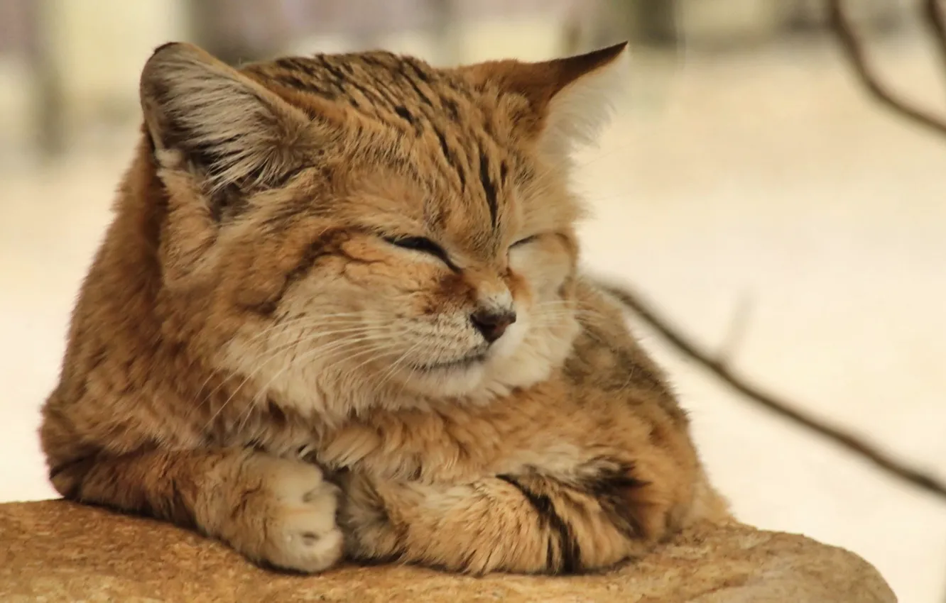 Photo wallpaper nature, cat, resting, sand cat