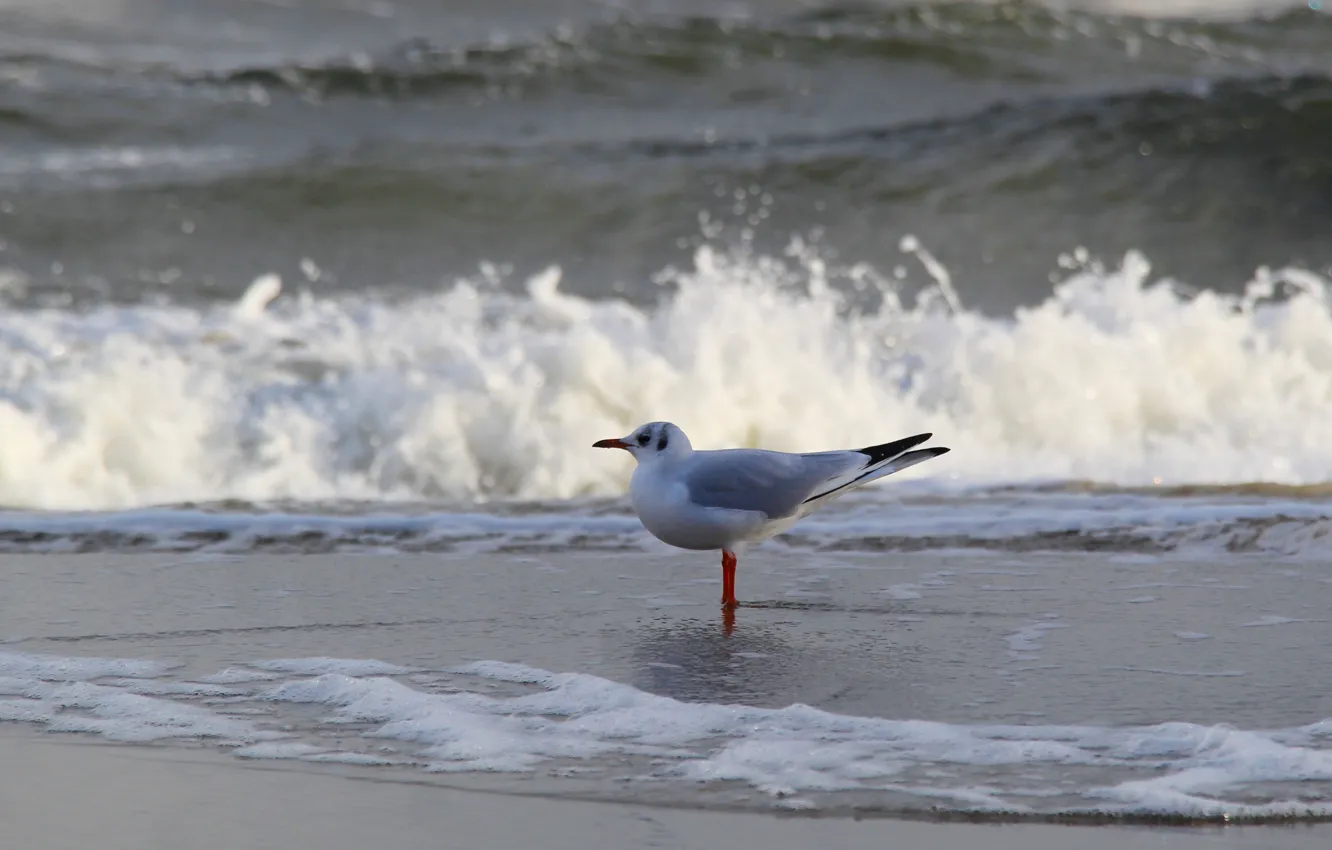 Photo wallpaper beach, sea, ocean, seagull